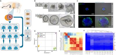 Congruence of Transcription Programs in Adult Stem Cell-Derived Jejunum Organoids and Original Tissue During Long-Term Culture